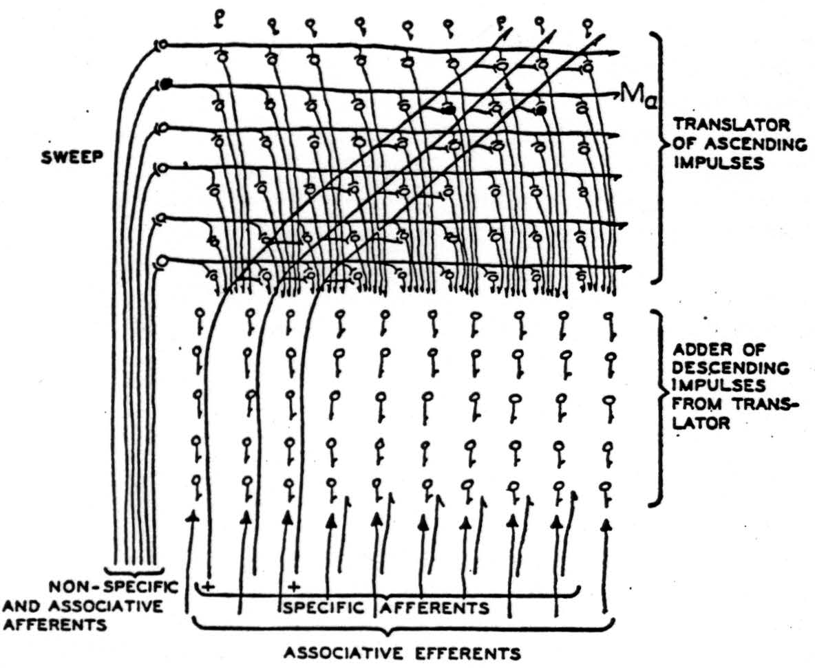 How We Know Universals The Perception Of Auditory And Visual Forms