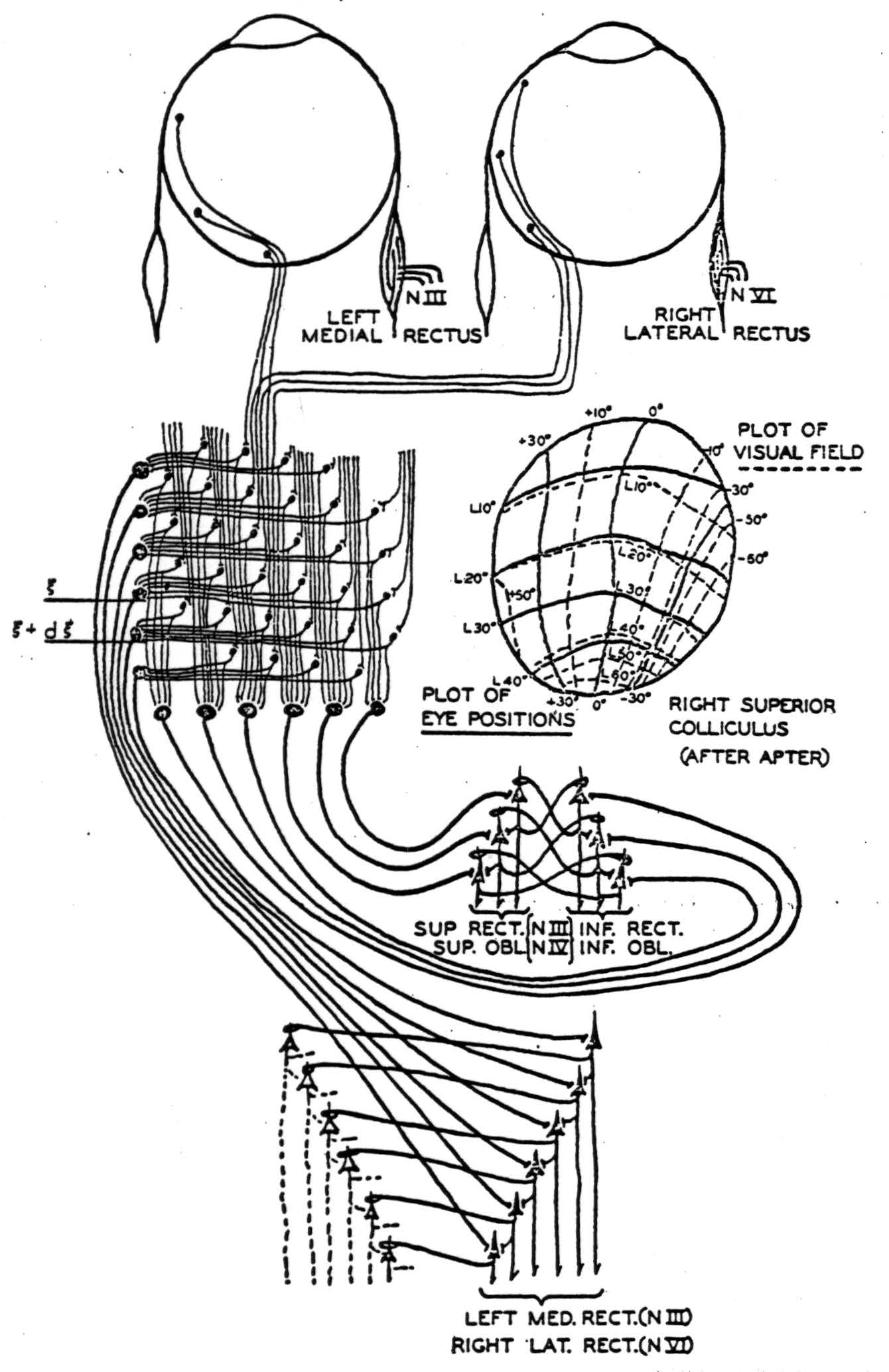 How We Know Universals The Perception Of Auditory And Visual Forms